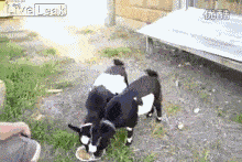 搞笑gif图:就这智商基本也就告别可乐了!