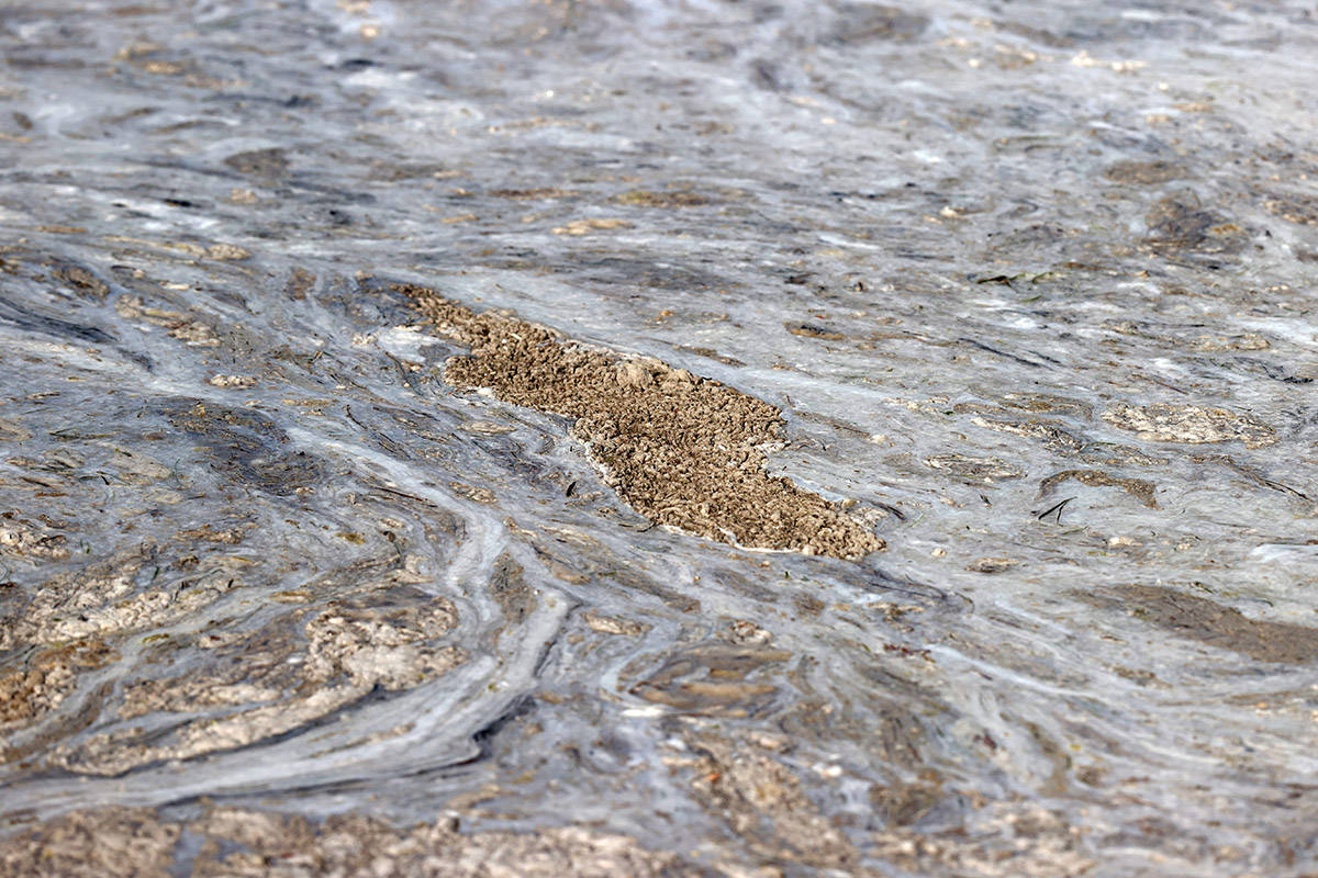 触目惊心!"海鼻涕"肆虐土耳其马尔马拉海沿岸