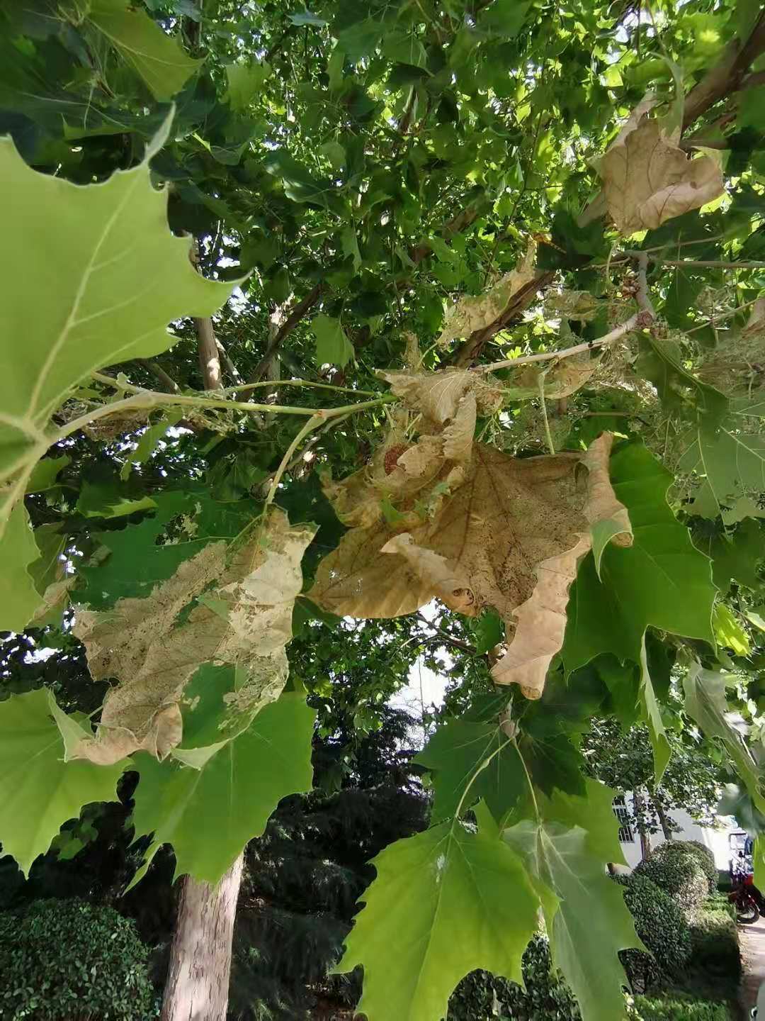 方翅网蝽防治技术--济南法桐叶片发黄干枯原因分析--济南园林法桐病虫