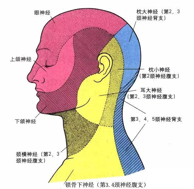 北京彭胜医院:三叉神经的解剖