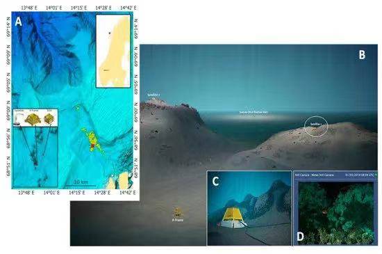 海洋生物检测新方法:视觉数据自动识别分析技术 | mdpi sensors