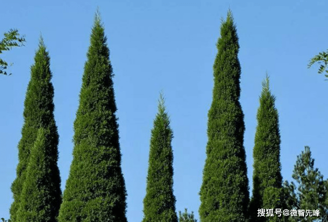 原创农村墓地旁为何大多种柏树?