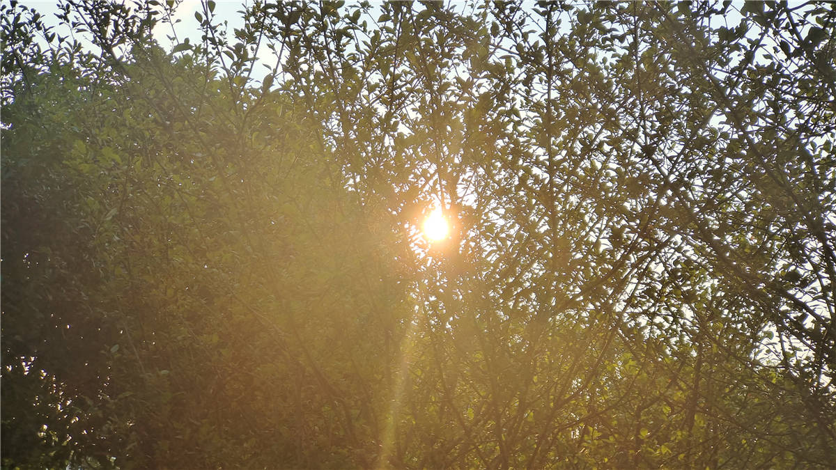 美丽吉安:清晨的阳光穿过枝叶 温暖宁静