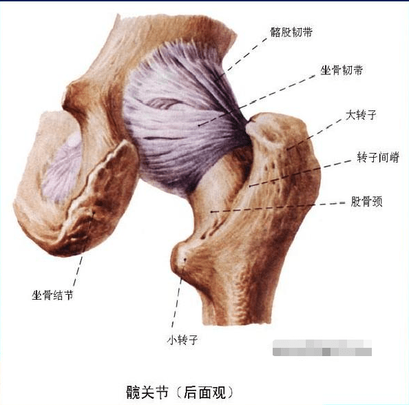 各种感染性髋关节炎后遗症(感染完全控制并足够时间),晚期股骨头坏死