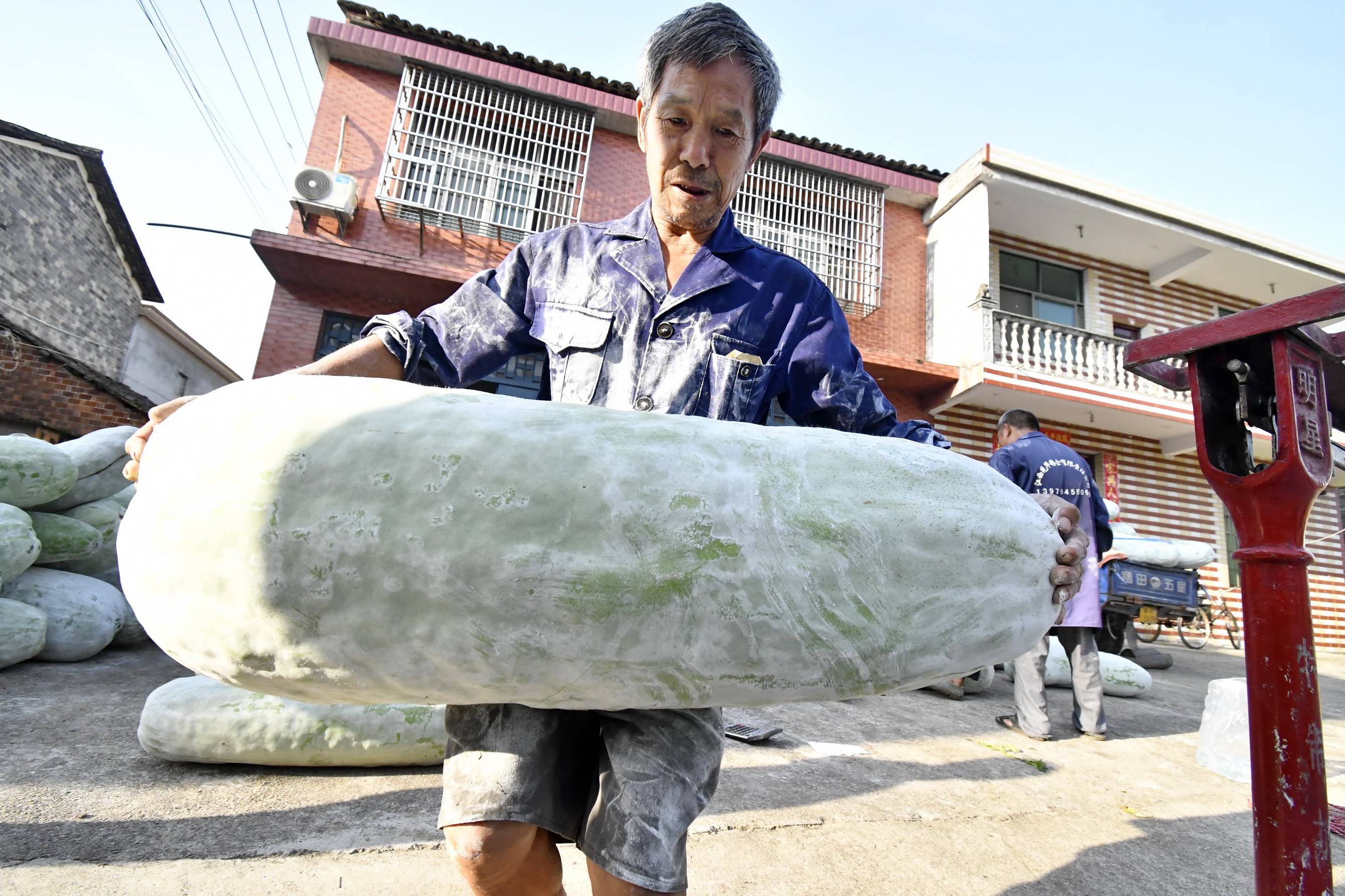 江西金溪下陈村:巨型冬瓜产销两旺(组图)