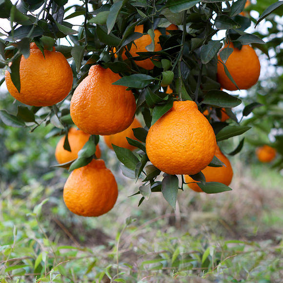 栽种不知火丑橘要挑选酸碱性透气土壤环境,适合温度控制在18～25