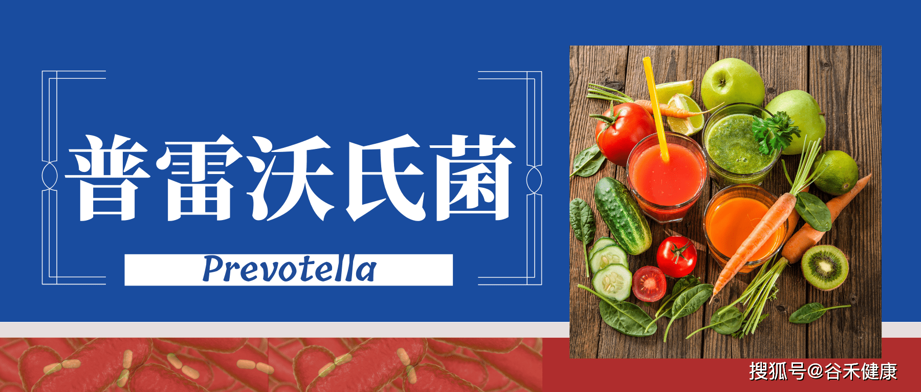 肠道重要基石菌属普雷沃氏菌属prevotella