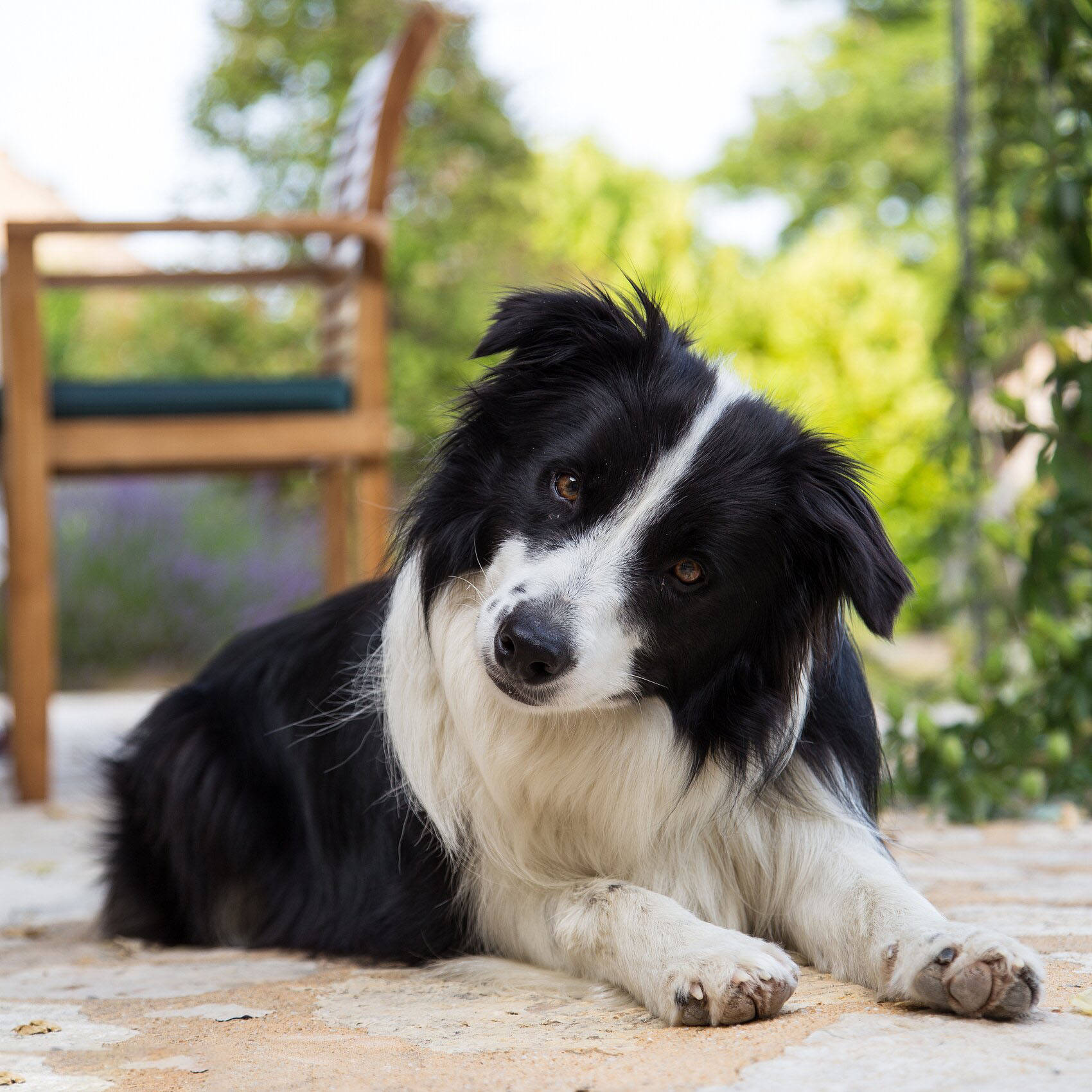 帮朋友照顾狗狗发现牧羊犬真的有78岁的小孩子的智商