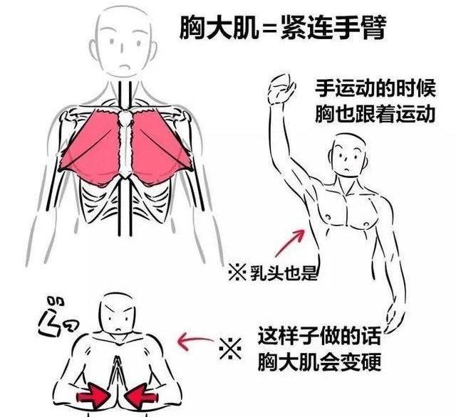 人体结构胸腔怎么画?人物胸腔多角度怎么画?