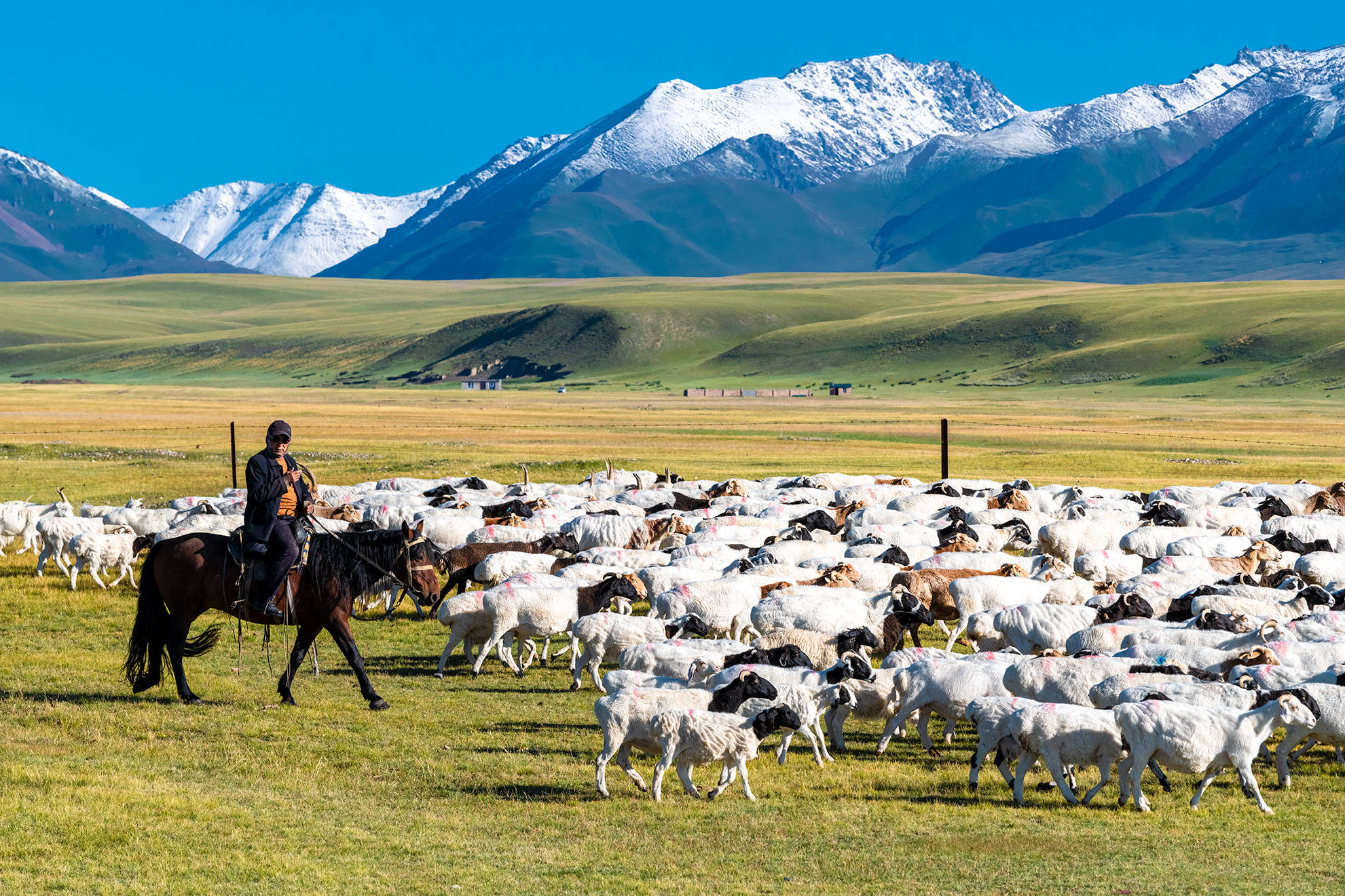 四周为雪山环抱,是新疆最重要的畜牧业基地之一,进入八月草原上的草