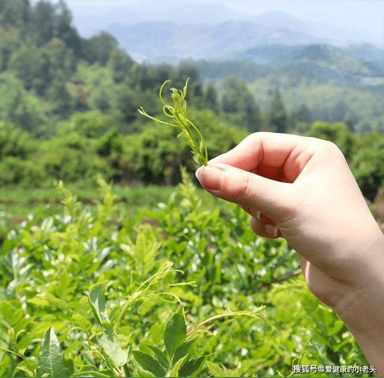 藤益生藤茶正是精选"世界硒都"湖北恩施盛产的优质新鲜藤茶,经过精湛