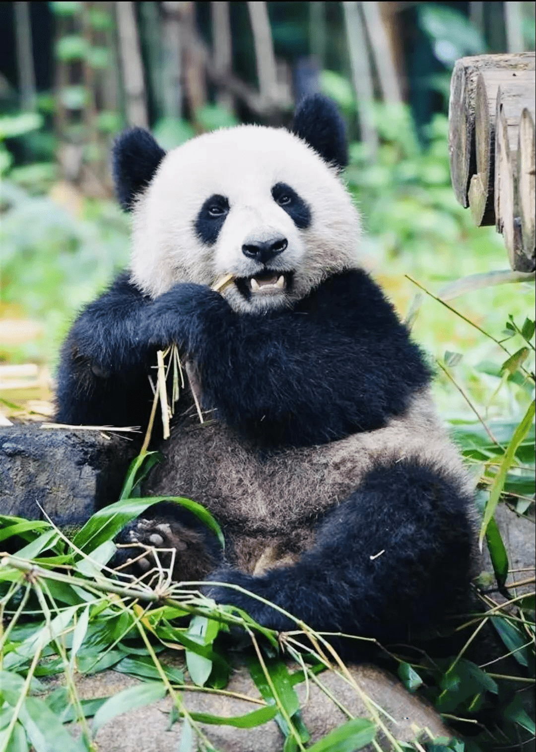 你所不了解的大熊猫丨蒋昌忠《国宝修竹图卷》系列作品欣赏