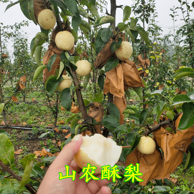 山农酥梨以上就是山农酥梨的一下特点介绍,山农酥梨发展前景广阔,希望