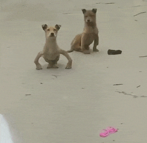 搞笑gif趣图:拍马屁也是一门技术活,这狗子一看就没练到家