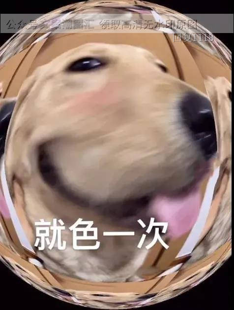 大脸狗表情包 可以色色吗 图片 表情包 动态 聊天 抖音热门