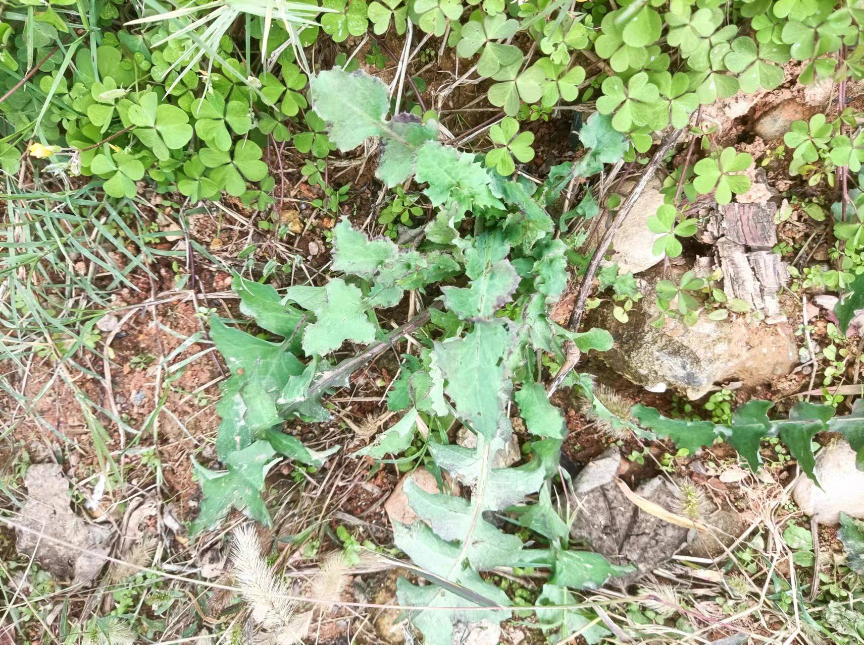 花叶滇苦菜,助力儿童健康成长值得点赞〔黅钚焕堂谈野生中草药35