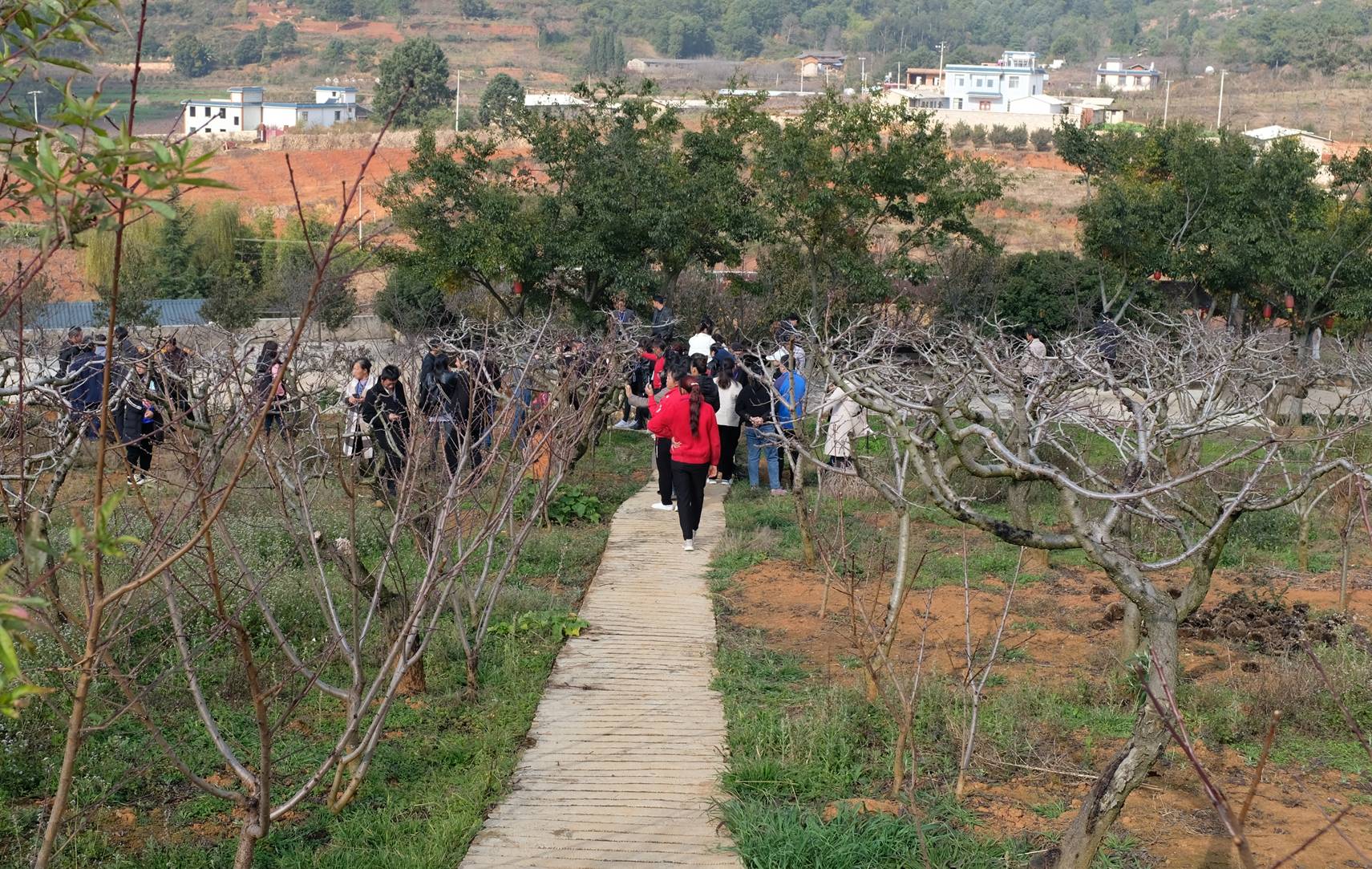 禄丰县土官镇乌龙潭村(纪军摄)禄丰云香板栗专业合作社板栗基地内