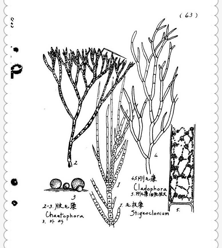 水生生物图文欣赏8习见淡水生物手绘图册165页浮游植物
