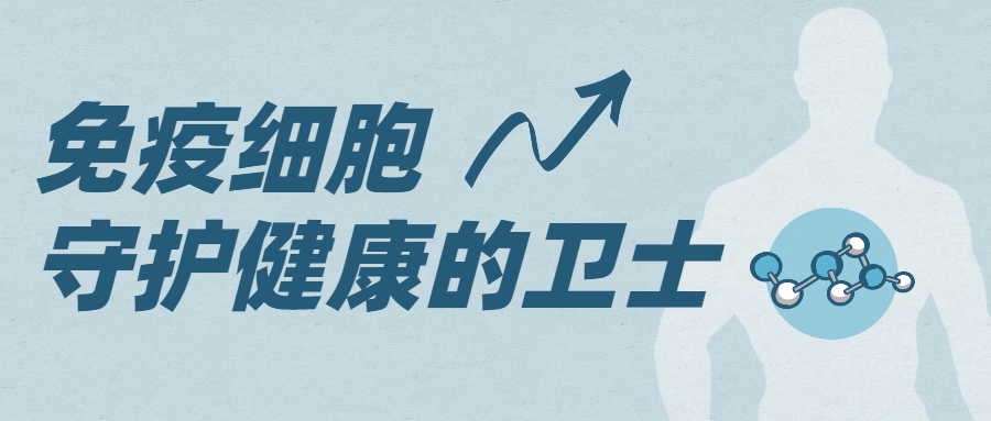 67免疫细胞肩负重任守护生命健康的卫士