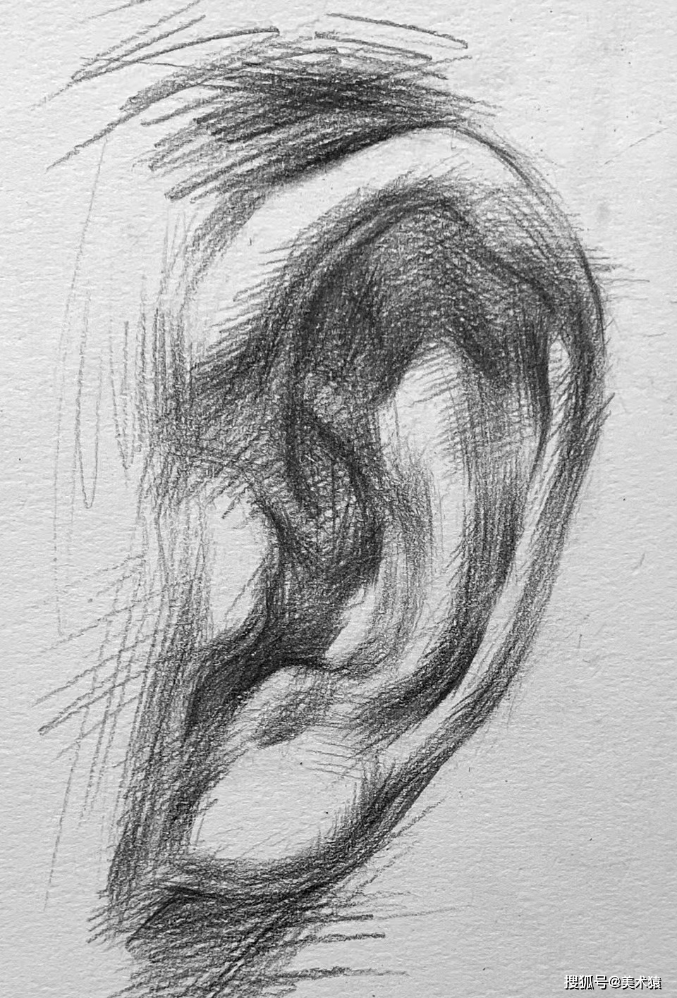步骤四(下图)耳垂是耳朵重要的组成部分,面积和厚度比较大,画的时候