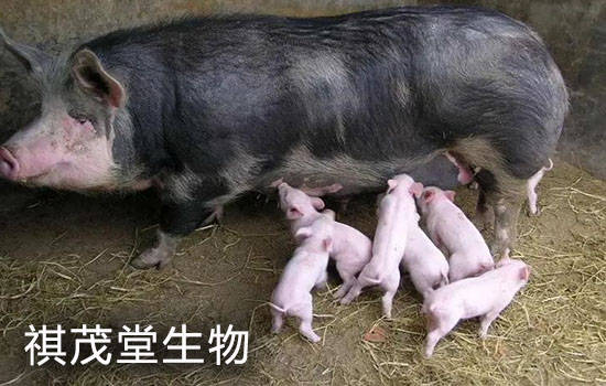 如何提高母猪产仔存活率?提高小仔猪存活率的中药_产道_进行_子宫