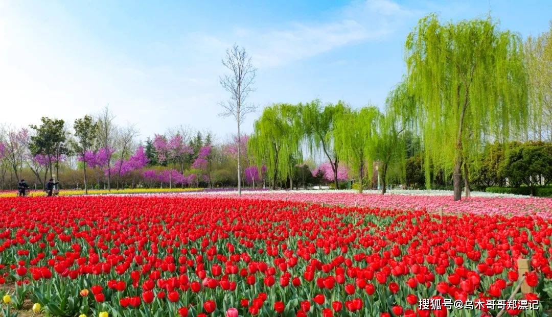 3月18日郑州绿博园问花节美意启幕！