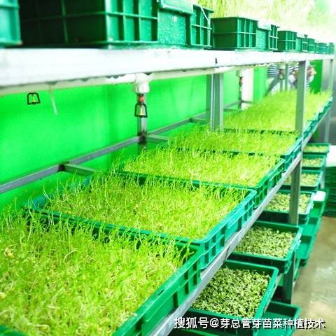 亚新体育水培芽苗菜种植技术的优势(图2)