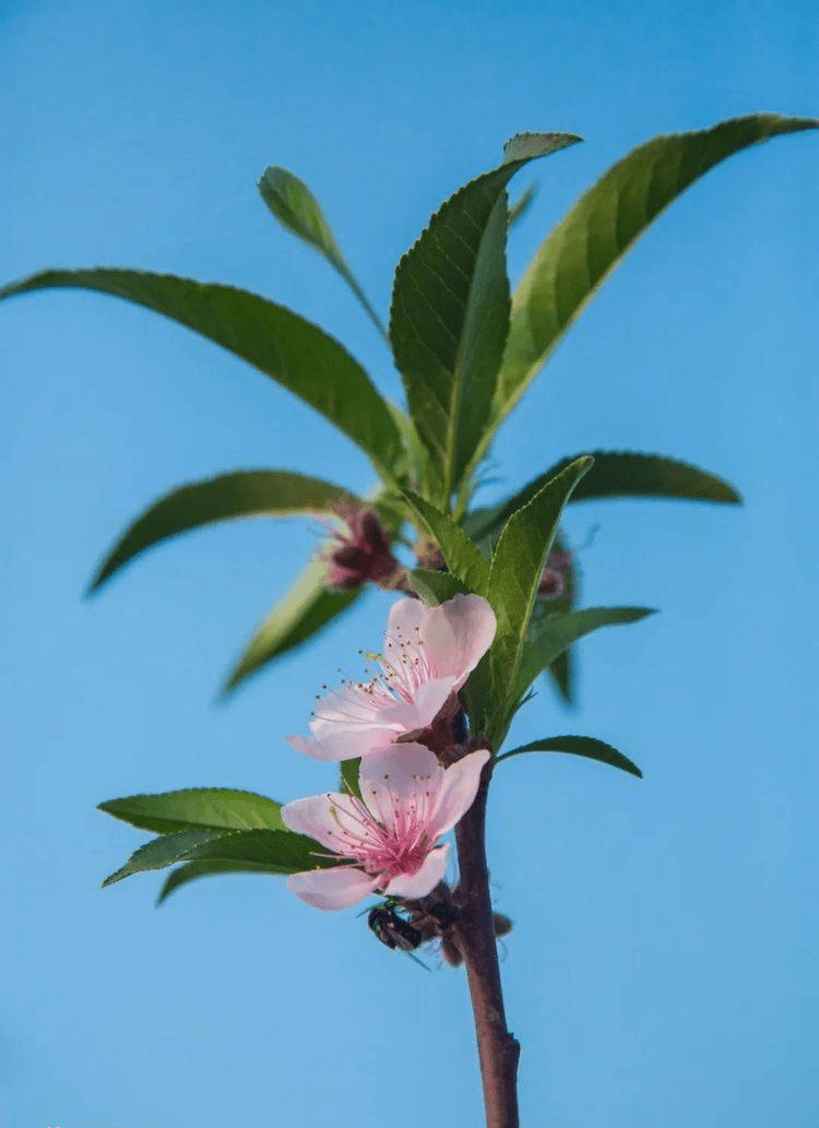 请赏识峨眉山市诗词研究协会第一期《花》