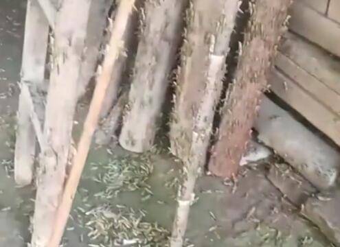 原创湖南桃江遭遇近十年最严重蝗灾