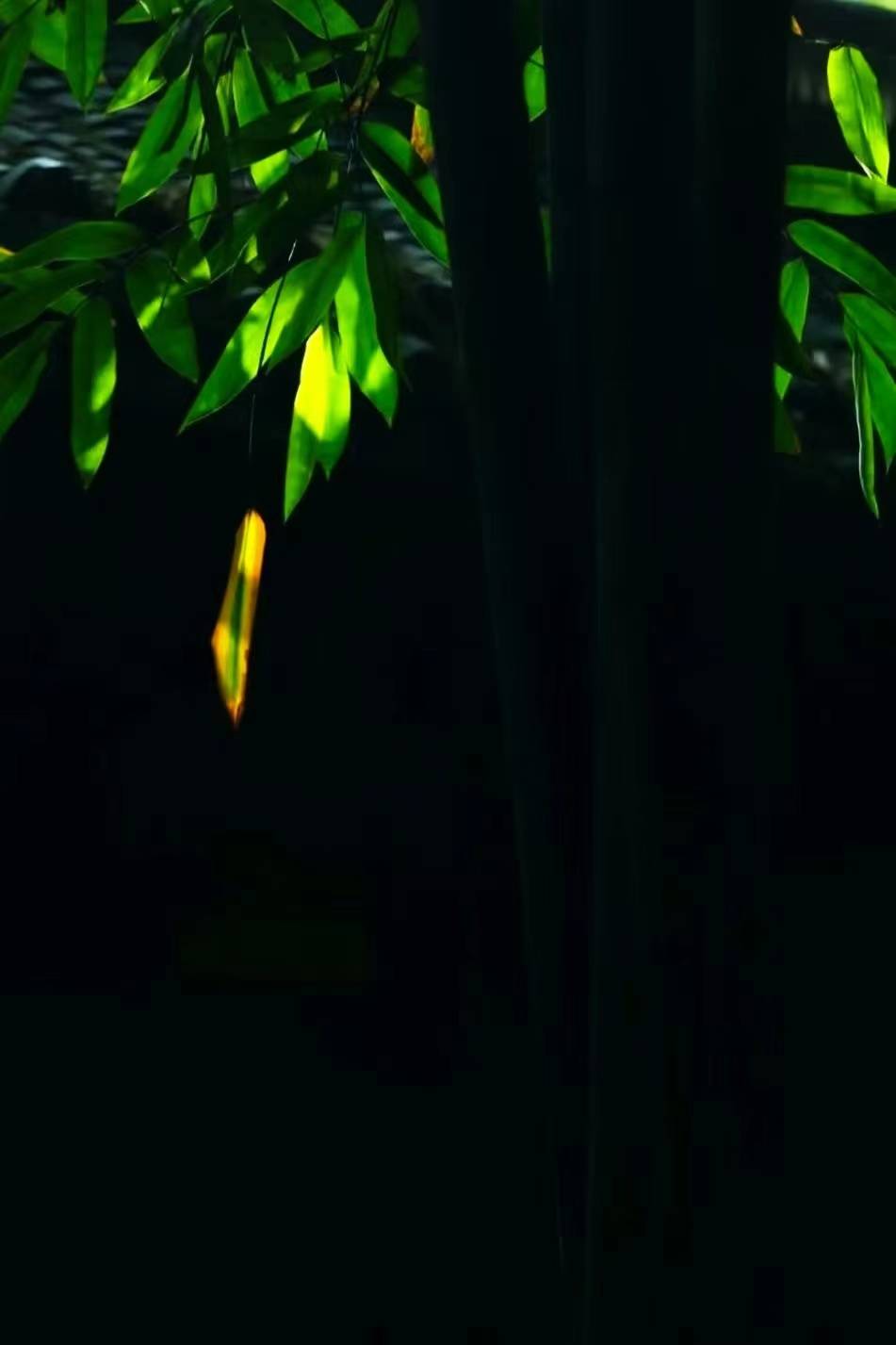 绿绳之缘，梦回往昔，逝者以物寄情