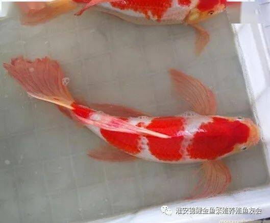 结论:应为锦鲤的恐怖繁殖能力,就早就了土炮锦鲤的低价格优势,金鱼是