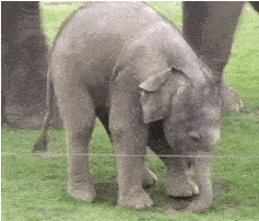 每日一笑,二货宠物欢乐多