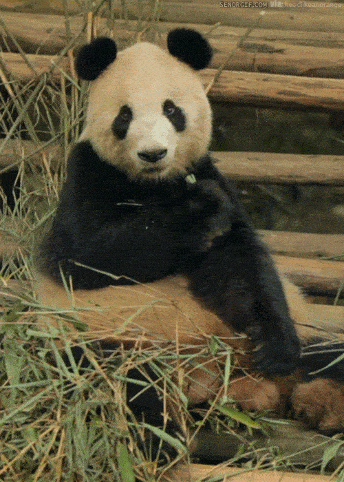 gif 改吃素或许是