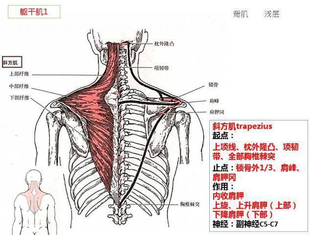 功能解剖:骨骼肌背诵手册(2020修改版)