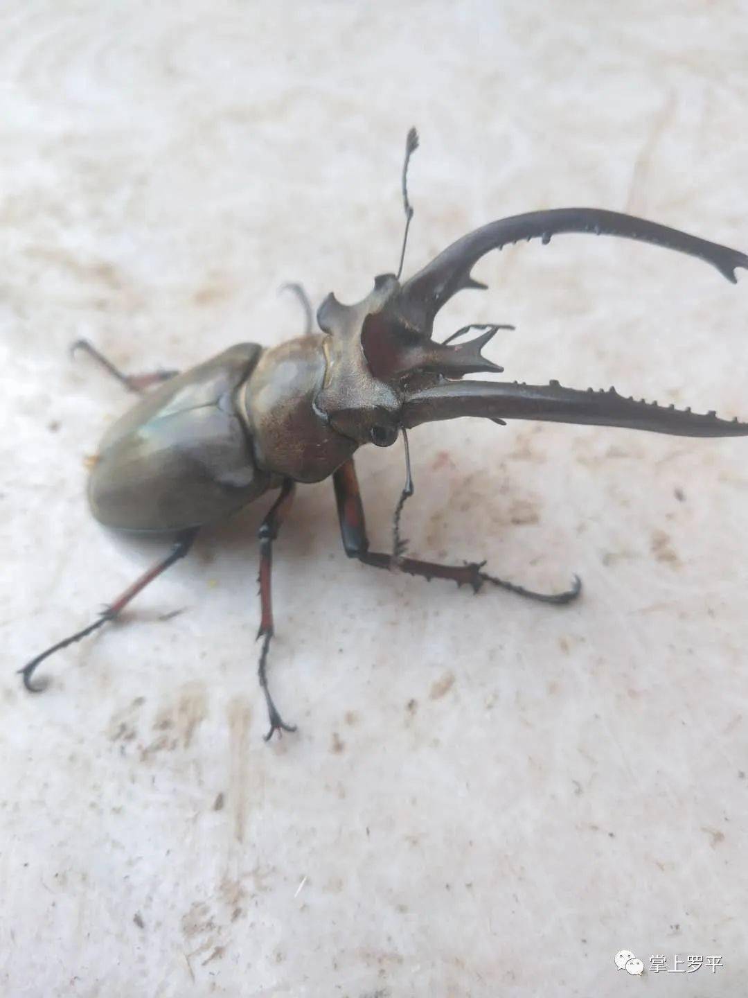 罗平一村民树林中发现大甲虫,体长约8cm头上长犄角!你