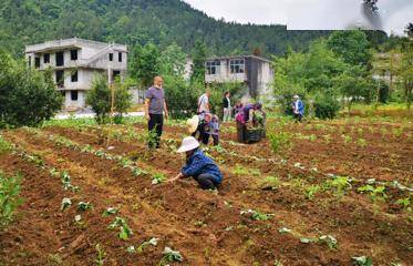 咸丰县忠堡镇庙梁子村芦茅湾贫困户们正在移种小香薯