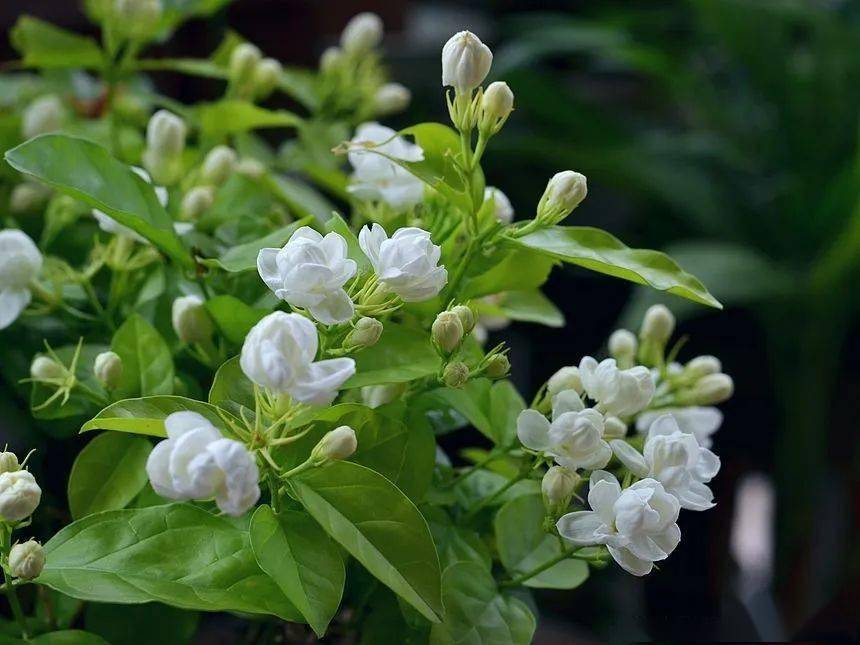 一盆色香韵味俱全的老桩茉莉花