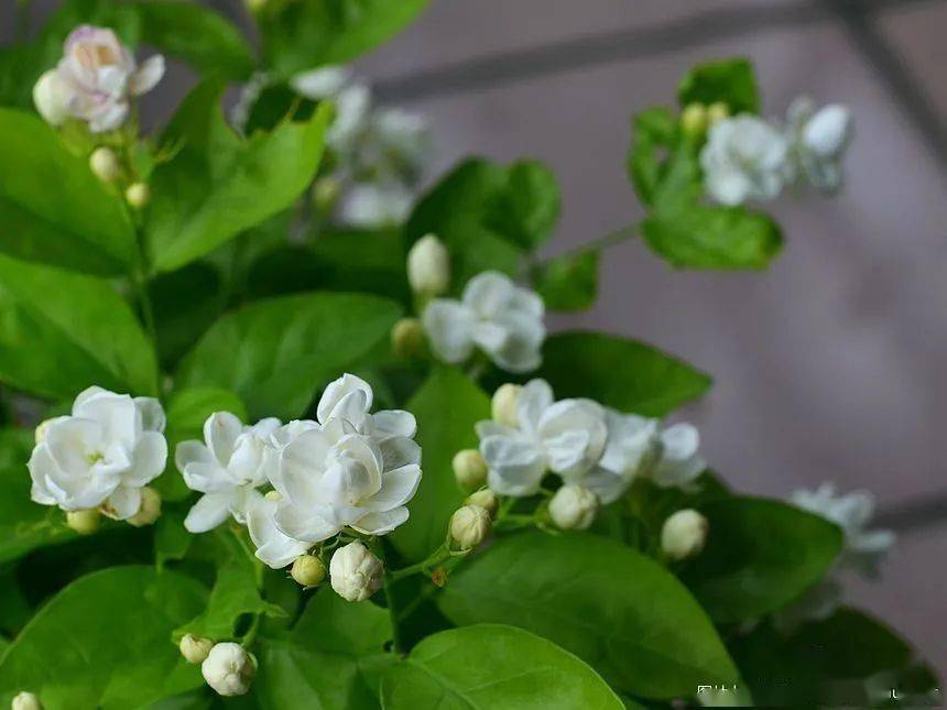 一盆色香韵味俱全的老桩茉莉花