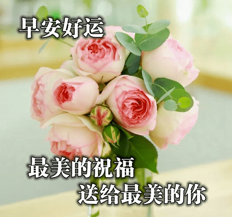 朋友圈清早早上好问候图片鲜花带字,早晨美好祝福送给