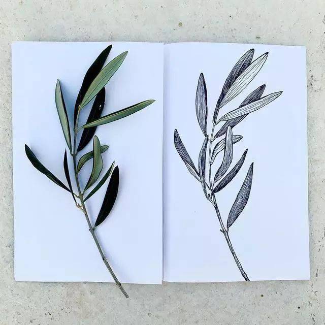 植物花卉手绘线描画实物与作品做对比学着画更省力