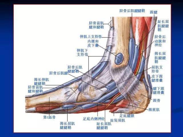 踝关节mri读片要点