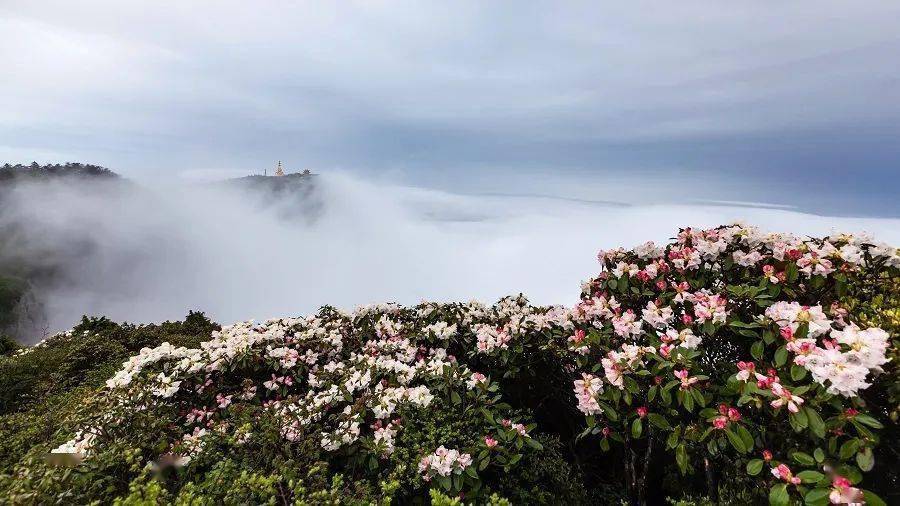 摄影师眼中的杜鹃花海峨眉山挖到宝了