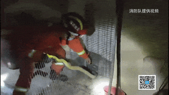 1米多长的花蛇夜闯民宅,消防员及时出警排忧