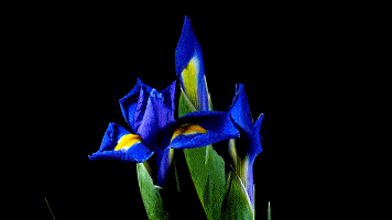 花开瞬间,刹那芳华