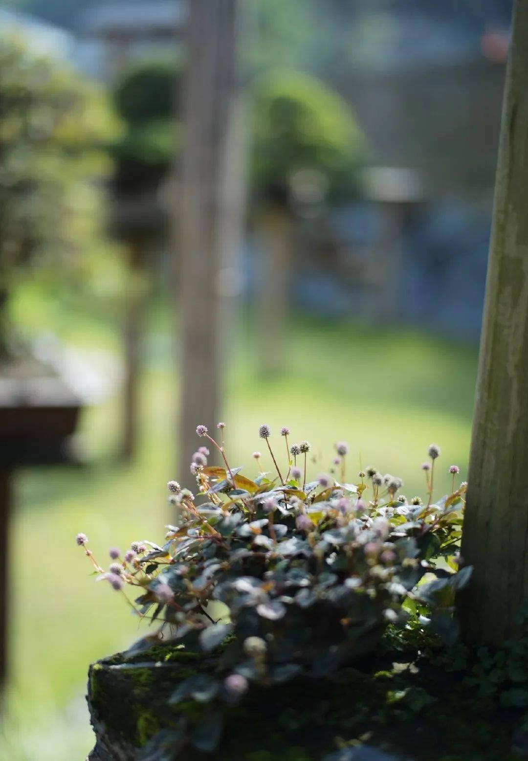 半盏清茶一颗静心