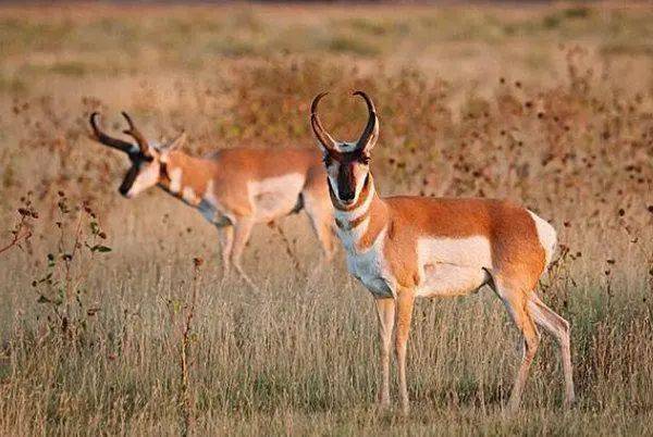 速度最快的狗十大排名 49ad27ebca2140049ba257142f34fdb3.jpeg