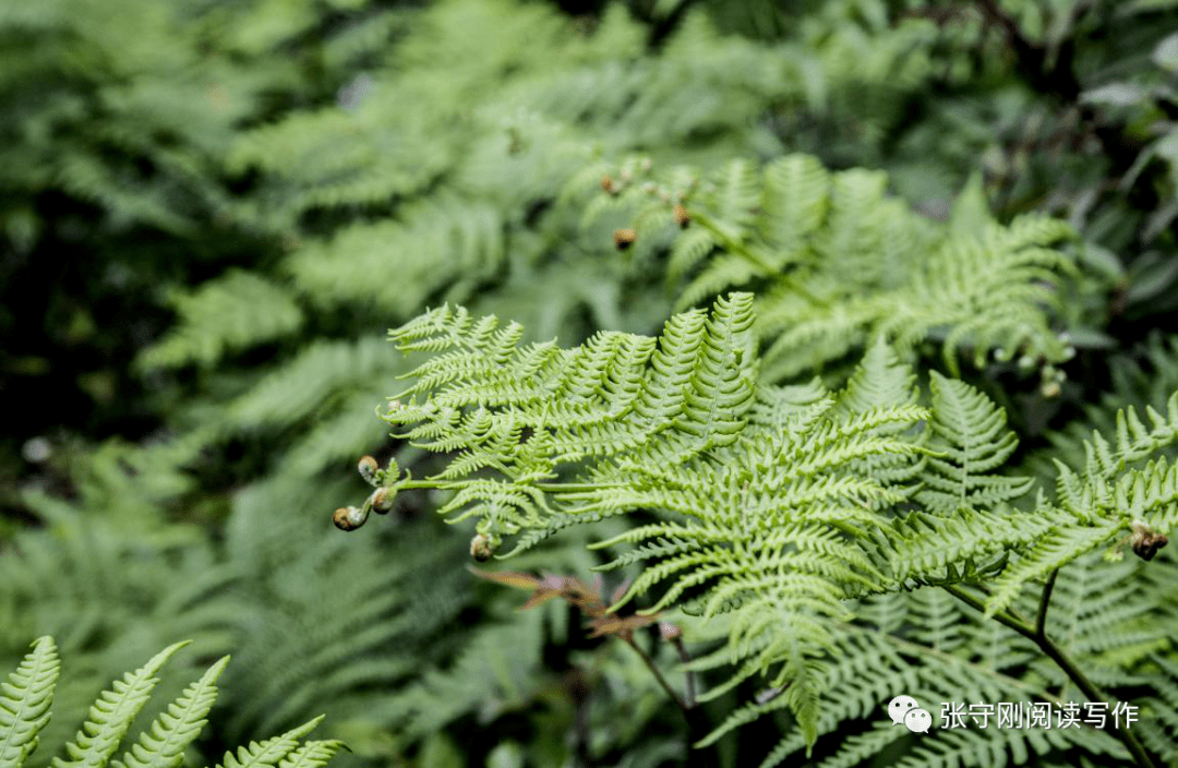 天生云阳之走进渝峰乌天麻基地|愿望树姐姐带你游乡村