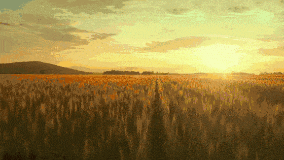 芒种时间的脚踏出麦辙和着希望收获满仓