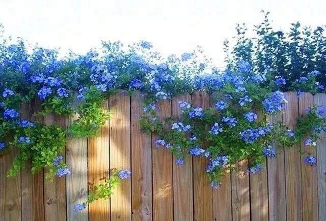 家有小院,一定要做个篱笆墙,美的世间少有!