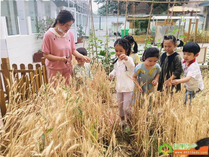 仲夏至芒种忙星光二幼二十四节气主题活动之芒种